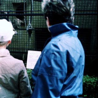 People observing animals in an enclosed exhibit.