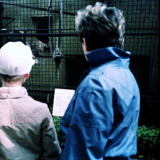 People observing animals in an enclosed exhibit.