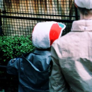 People observing animals in an enclosed exhibit.