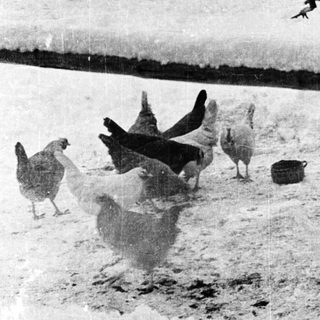 Woman feeding chickens in snowy backyard.