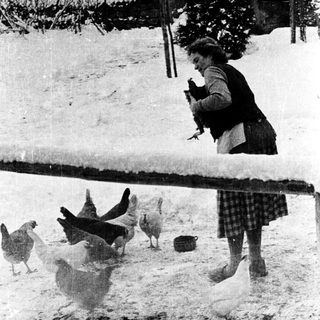 Woman feeding chickens in snowy backyard.