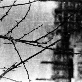 Barbed wire fence with skeletal branches.