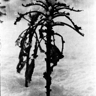 Barren tree trunk with twisted, leafless branches.