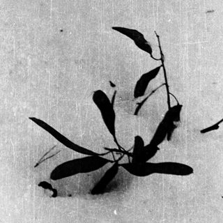Shadow of small plant on light surface.