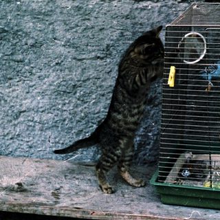 Cat standing outside open bird cage.