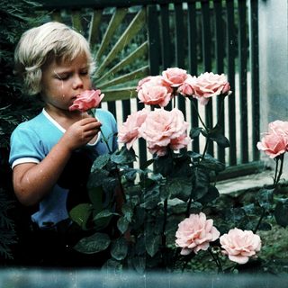 A child smelling pink roses outdoors.