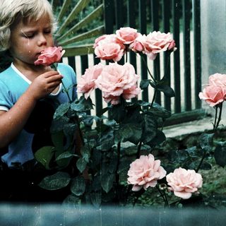 A child smelling pink roses outdoors.