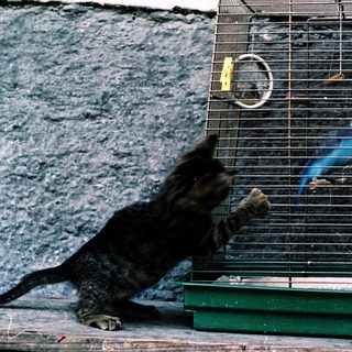 Curious cat sniffing birdcage with bird inside.