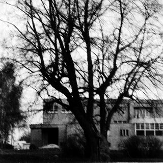 Barren trees in front of modernist building.