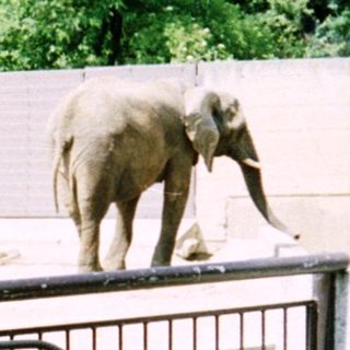 Two women and a baby in a stroller near an elephant enclosure.