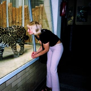 A woman observing a jaguar through a barrier.