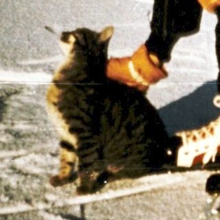 Person helping cat onto sled on snow.