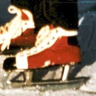 Person helping cat onto sled on snow.