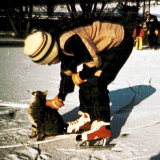Person helping cat onto sled on snow.