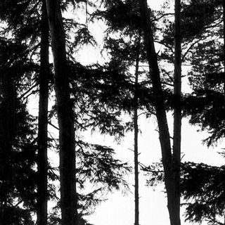 Tall evergreen trees in dense forest.