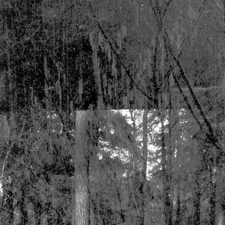 Forest scene with misty, foggy trees.
