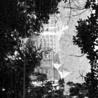 Urban area viewed through dense trees at night.