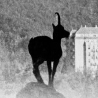 Silhouette of deer near grand hotel.