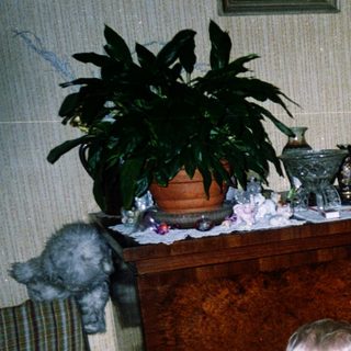 Family enjoying meal indoors with child and adult.