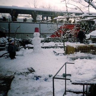 Snowy backyard with snowman, shoveling, and winter damage.