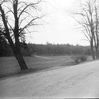 Rural road bordered by bare trees.