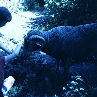 Two people feeding an elephant near water.