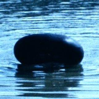 Person swimming in water with floating tire.