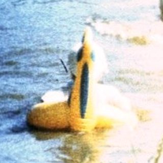 Two people paddleboarding on calm river under golden sunlight.