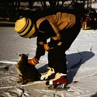 Person petting a dog wearing sneakers.