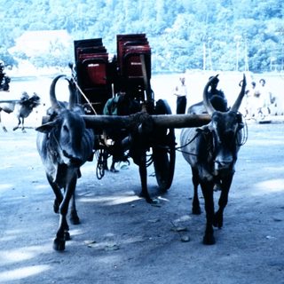 Traditional ox-drawn cart on paved road.