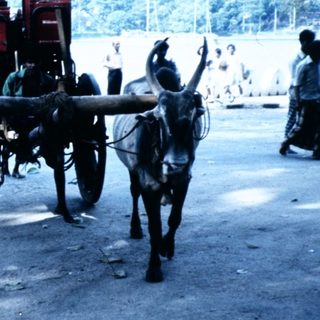 Traditional ox-drawn cart on paved road.