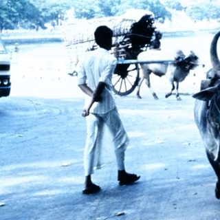 Traditional ox-drawn cart on paved road.