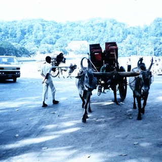 Traditional ox-drawn cart on paved road.