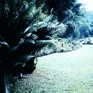 Lush park path with person walking dog.