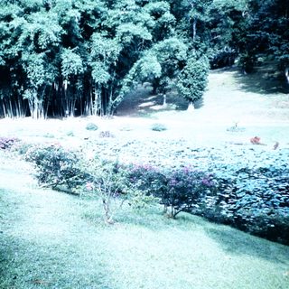 Lush garden with blooming shrubs and bamboo grove.