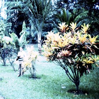 Lush garden pathway with tropical plants and two seated figures.