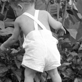 Child in white overalls standing by garden plants.