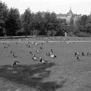 Ducks on a lawn in front of a building.