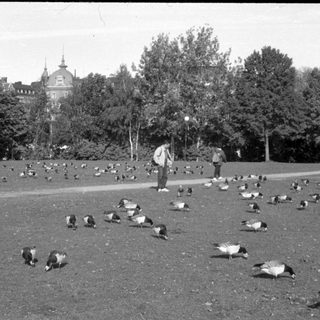 Ducks in a park with a domed building.